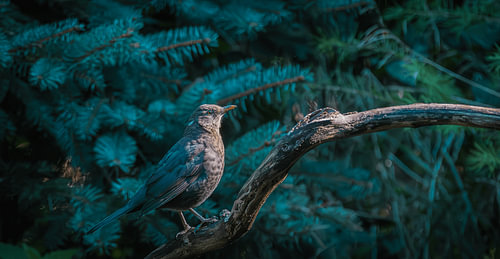 Vogel op Tak in Groen Licht