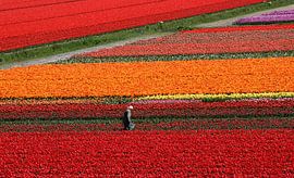 Der Blumenzwiebelzüchter inmitten der Blumenzwiebelfelder. von Corine Dekker