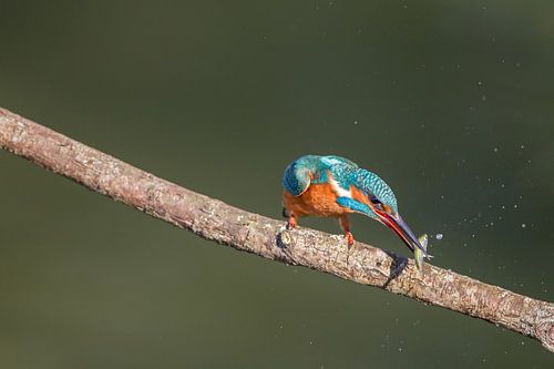 IJsvogel vangt vis