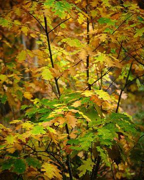 Herfst in het bos de bladeren worden geel van Eugenio Eijck