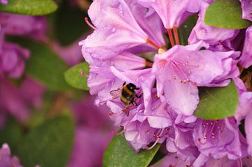 A bumblebee on a rhododendron blossom by Philipp Klassen