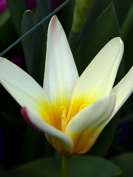 Een bloem van een wit/gele tulpje van Gerard de Zwaan