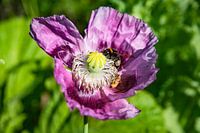 Hommel & Bij