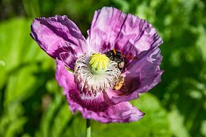 Hommel & Bij van Valerie Tintel