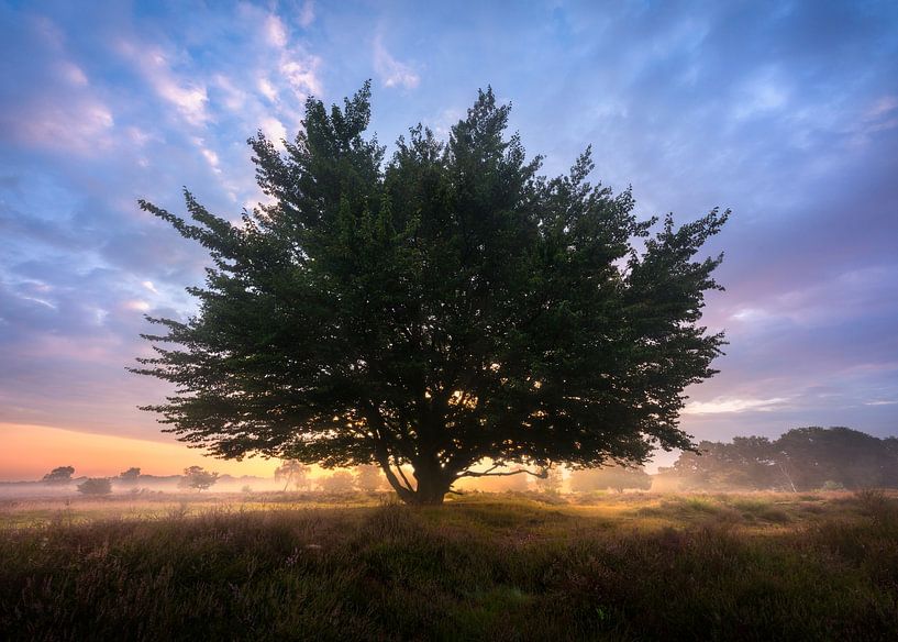 Punky Tree by Jeroen Lagerwerf