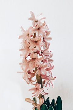 roze hyacint van Michael Schulz-Dostal
