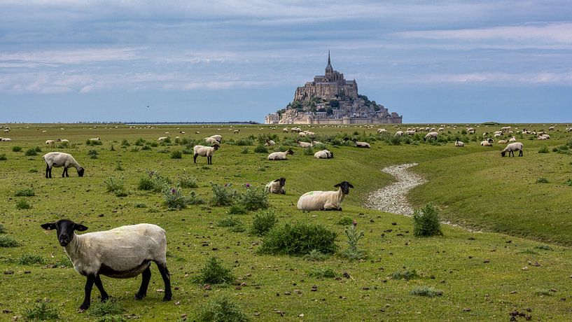 Schapen bij Mont Saint-Michel van Easycopters