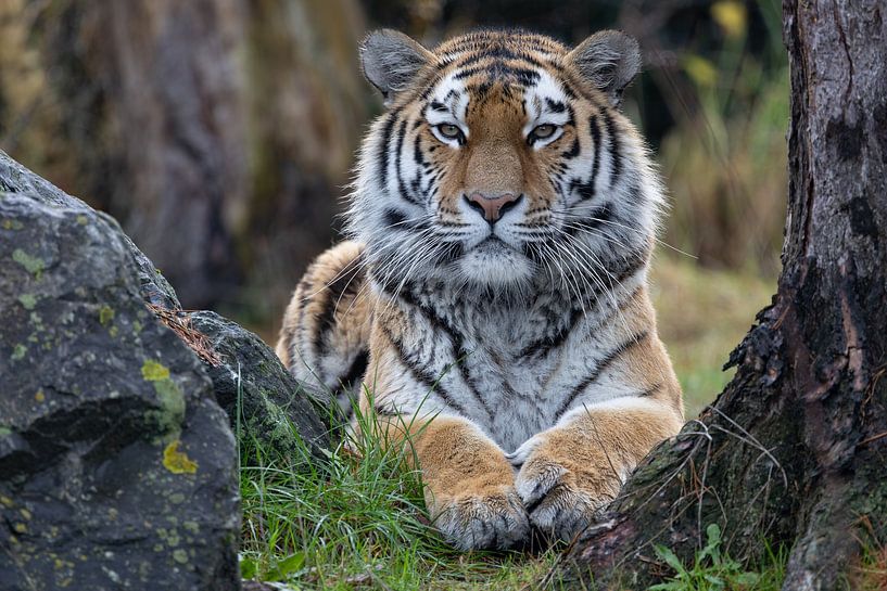 Siberian Tiger by Shirley Kroos