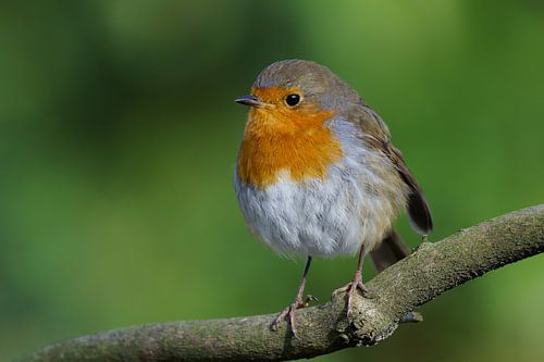 Robin