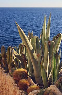 Cactus bij de Middellandse Zee bij zonsondergang - Zachte Tinten Landschap van Carolina Reina Photography
