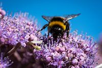 Hummel auf Blumen