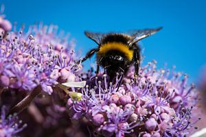 Hommel op bloemen van René van der Horst