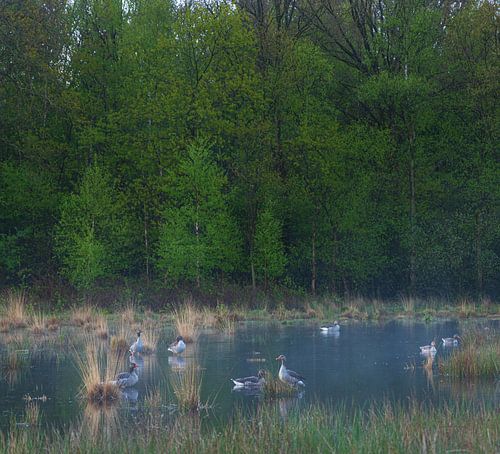 Strubben-Kniphorst forest - Drentsche Aa (Netherlands)