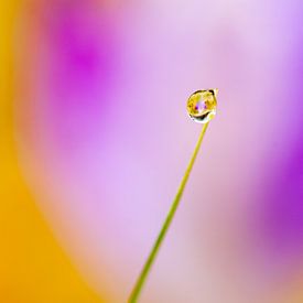 Goutte de rosée avec crocus sur Victor Bos