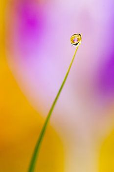 Dewdrop with Crocus