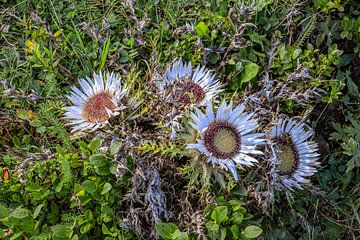 Zilveren distel van Photoart-Naegele