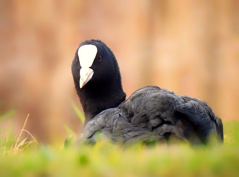 The coot by Maickel Dedeken