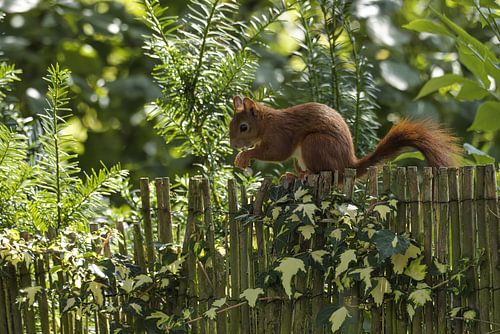 Eekhoorn Sciurus vulgaris zittend op de schutting in het groen