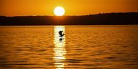 sonnenuntergang mit pelikan
