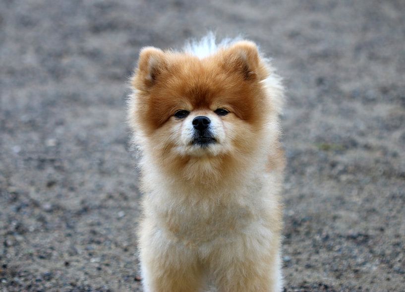 Spitz von Matthias Brix