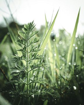 Herbe mouillée dans la lumière du matin sur Jan Eltink