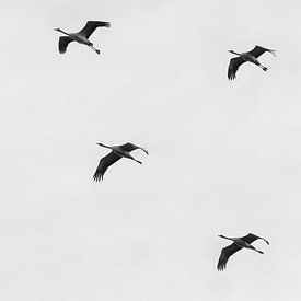 Grues en vol noir et blanc sur Detlef Schöler Fotografie