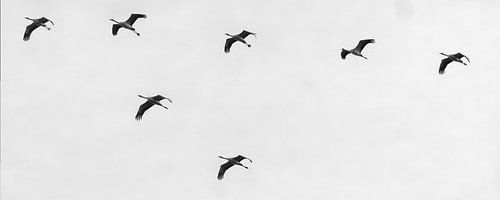 Kraanvogels in vlucht zwart-wit