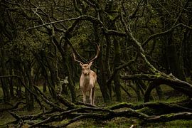 Fallow deer (Dama dama) by Wouter Van der Zwan
