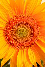 Tournesol sur Thomas Jäger