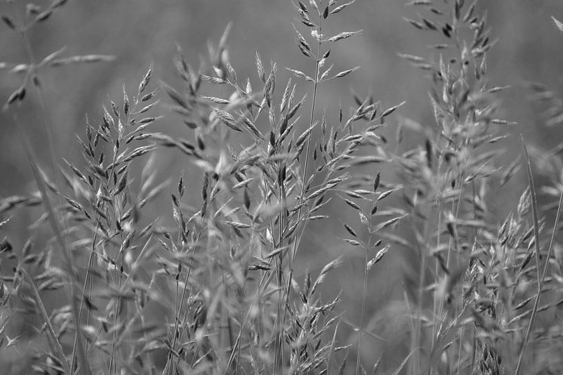 Grashalme von Niek Traas