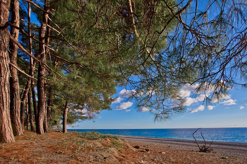 Beach. Pine grove (forest) on the shore of the blue sea on a summer evening. Pitsundskaya grove reli by Michael Semenov
