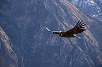 Condor in de Andes.
