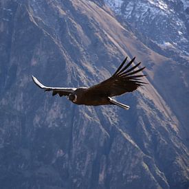 Condor in de Andes. van Zarina Buckert