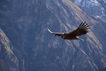 Condor in the Andes. by Zarina Buckert