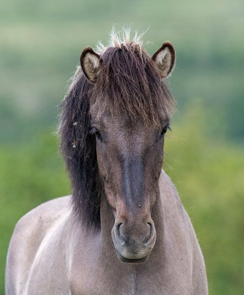 Horse portrait by Harry Punter