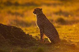 Light by Marco Pozzi