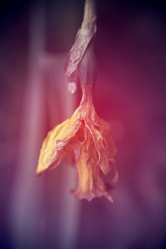 verfaulte Blume unten