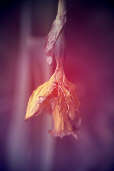 verfaulte Blume unten von Ribbi