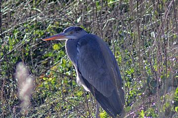 Blauwe reiger van Michel Zwart