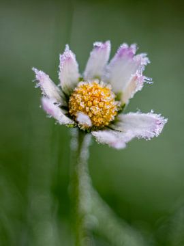 Ein gefrorenes Gänseblümchen am Morgen von Martijn Wit