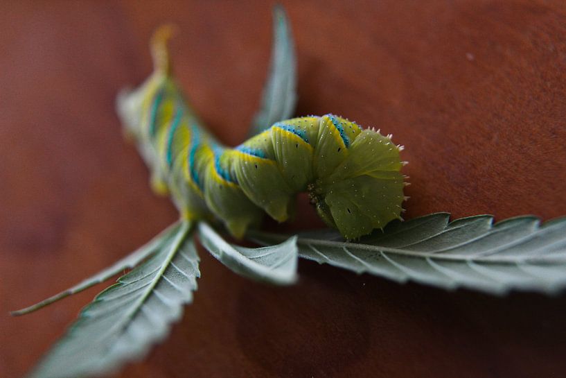 The caterpillar by Fabii Roelstraete