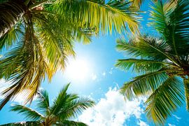 Palmiers au soleil sur Poster Art Shop