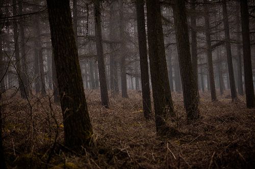 The woods IV