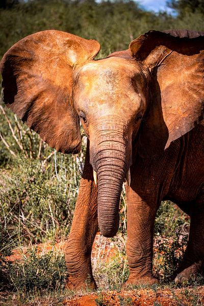 Elephant from Kenya, Africa in the savannah in Tsavo National Park by Fotos by Jan Wehnert