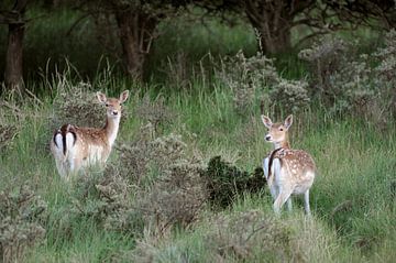 sierlijk... Damherten *Dama dama*, twee fluwelen dieren grazend aan de rand van het bos van wunderbare Erde