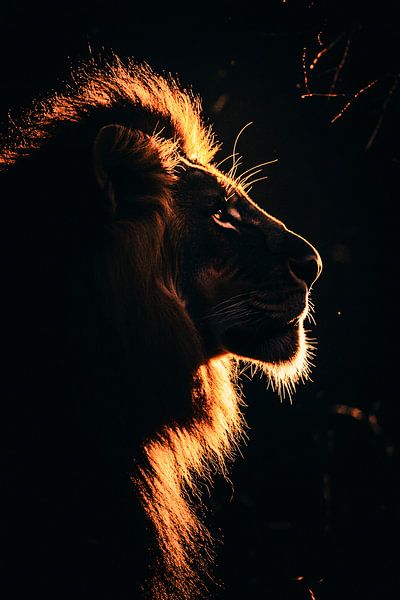 Majestueuze leeuw in tegenlicht van Art & Soul Creations