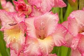 Rosa Gladiolen mit Regentropfen – horizontale Makro-Kunst von Milcho Milev