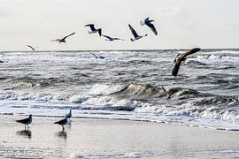 Hunting high and low.... by Annelies Martinot