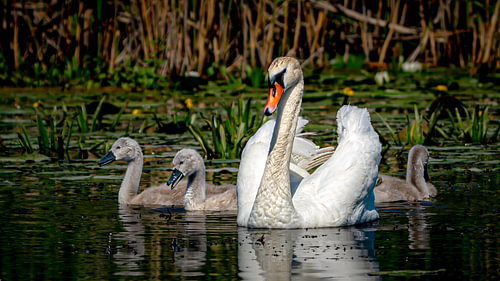 Delta Royalty: Swan Family Portrait