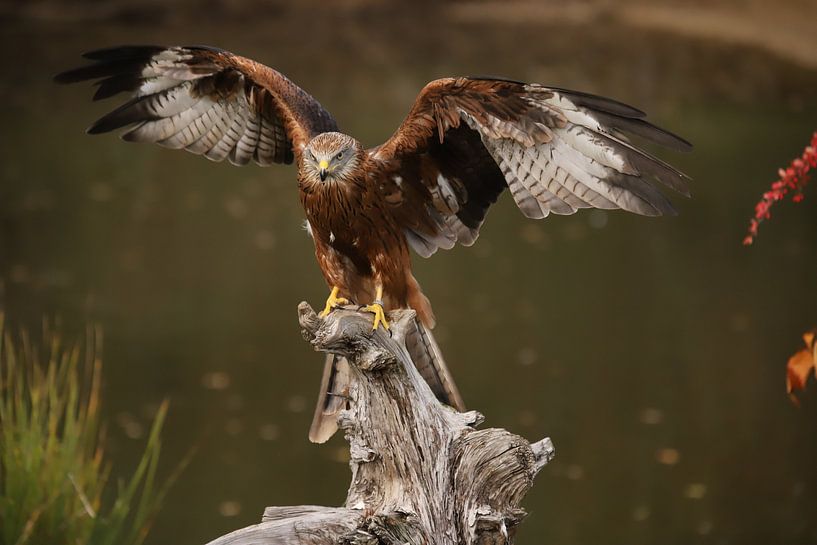 Landing Red Kite by Vanderaart-foto's